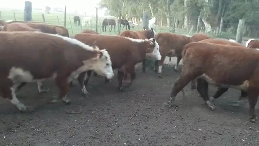 Lote 14 Vaquillonas en Tandil, Buenos Aires