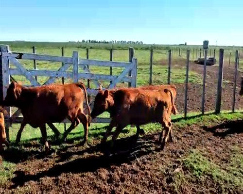 Lote 75 Terneros en Viamonte, Córdoba