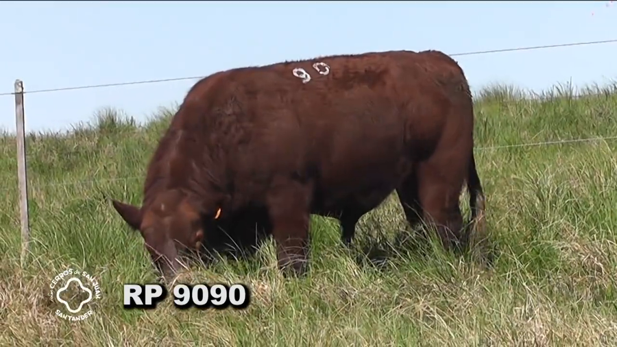 Lote RED ANGUS