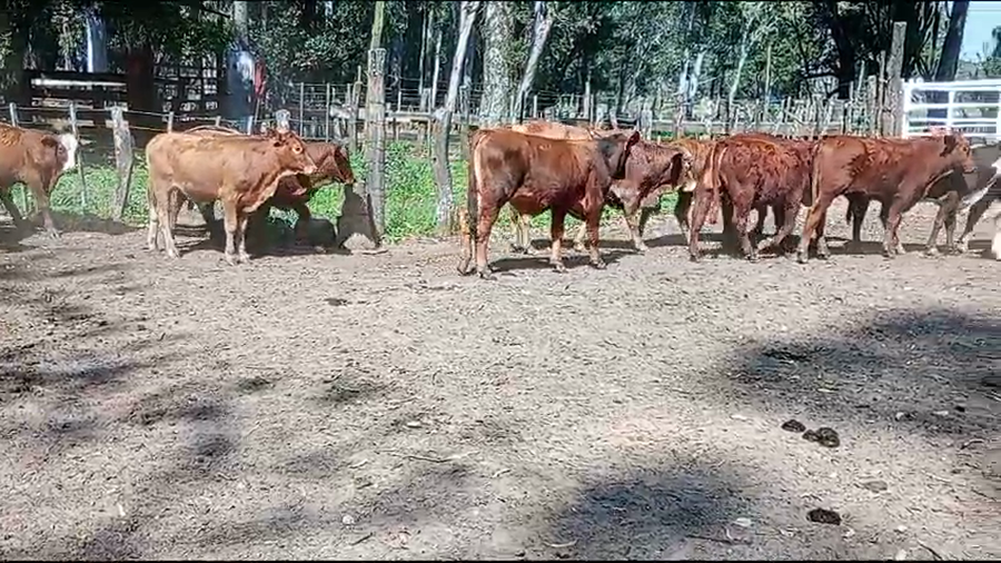 Lote 40 Terneros en Virasoro, Corrientes