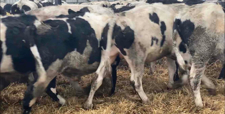 Lote 20 Novillo Gordo en XIV Región Los Ríos, Río Bueno