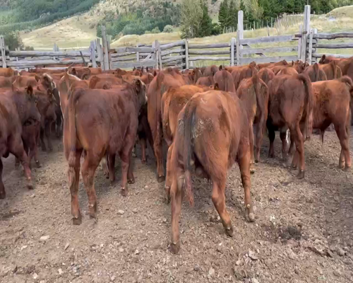 Lote 62 Ternero en Coyhaique, XI Región Aysén