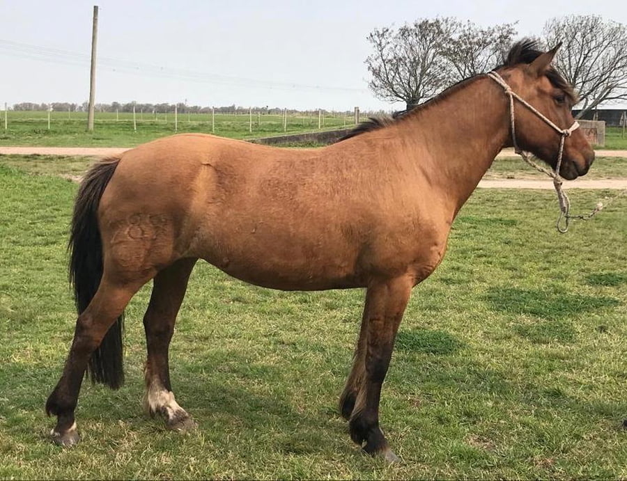 Lote Querencia Malú