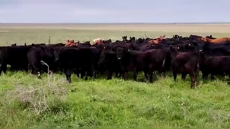 Lote 67 TERNS MACHOS, GRAL LAMADRID, PCIA. DE BS. AS.