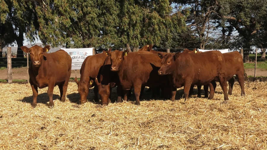 Lote VAQUILLONAS  PC  PARICION OTOÑO