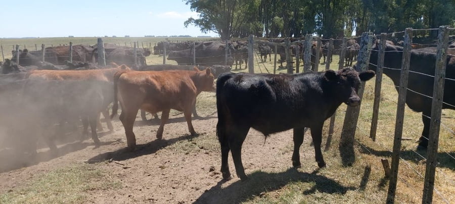 Lote 70 Terneros en Tres Arroyos, Buenos Aires