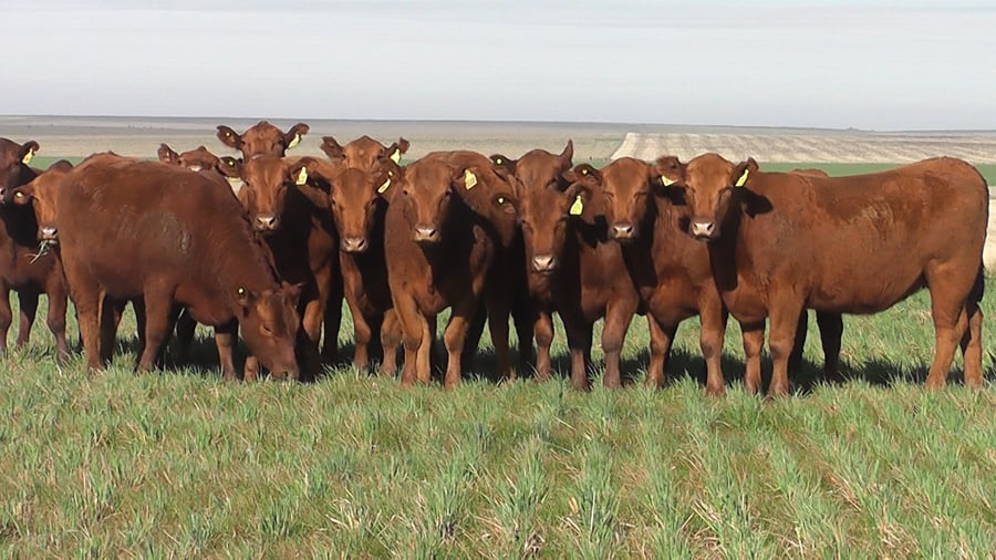 Lote VAQ. A. ANGUS COLORADAS P. CONTROLADAS  PARICIÓN DE OTOÑO