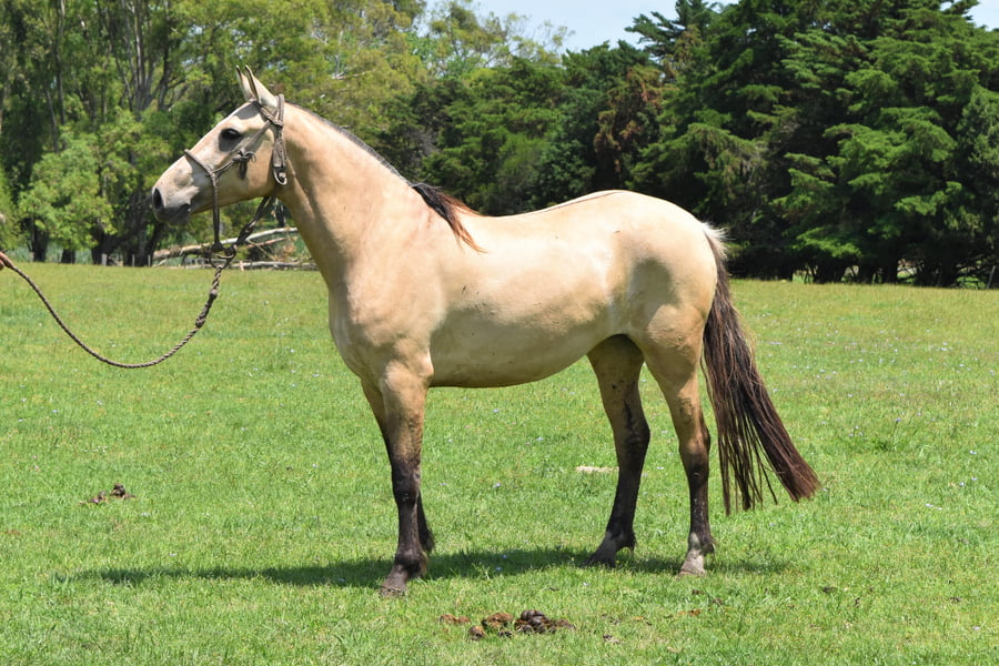 Lote RP 35 - MATASIETE JAJA