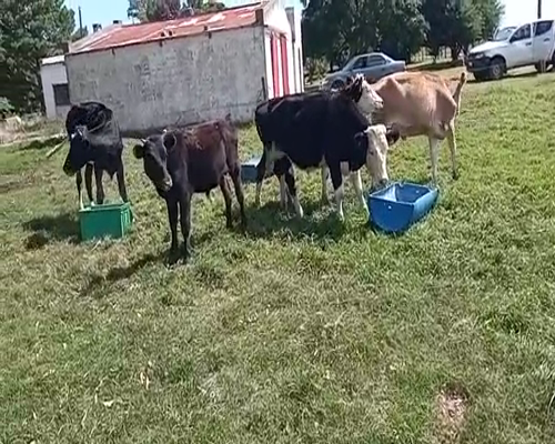 Lote (Vendido)3 Novillos HOLANDO Y ANGUS a remate en Entre Martillos 330kg -  en RINCON DEL PINO