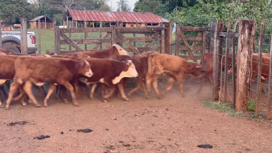 Lote 160 Terneros en Ituzaingó, Corrientes