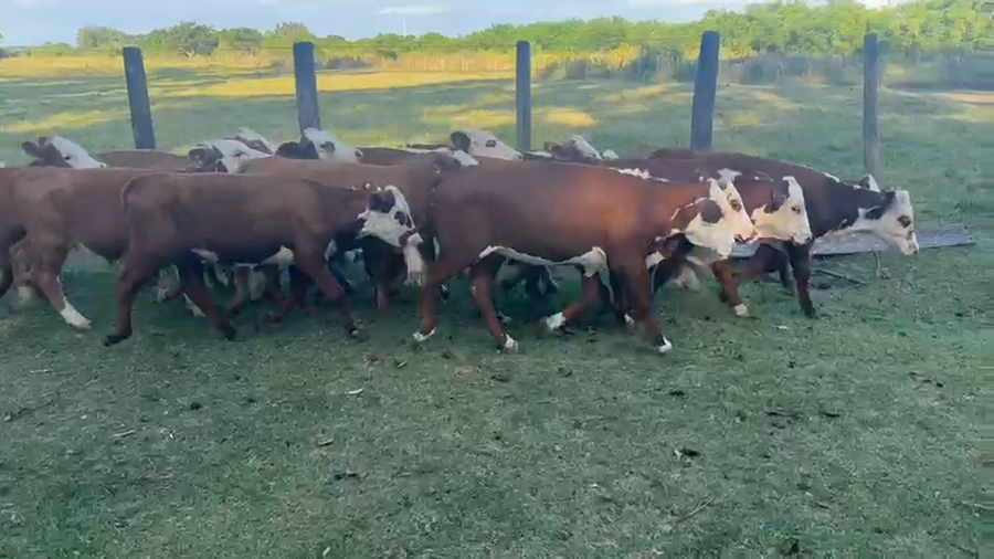 Lote 80 Terneros/as en Corrientes, Goya