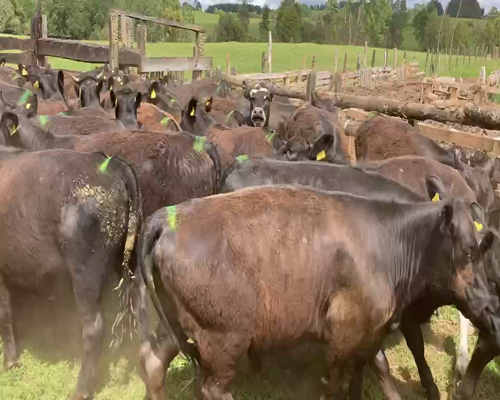 Lote 51 Vaquilla Engorda en Llanquihue, X Región Los Lagos