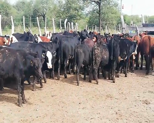 Lote 75 Terneros/as en Federal, Entre Ríos