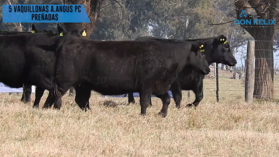 Lote "Cabaña ""Don Felix"" Vaquillonas PC"