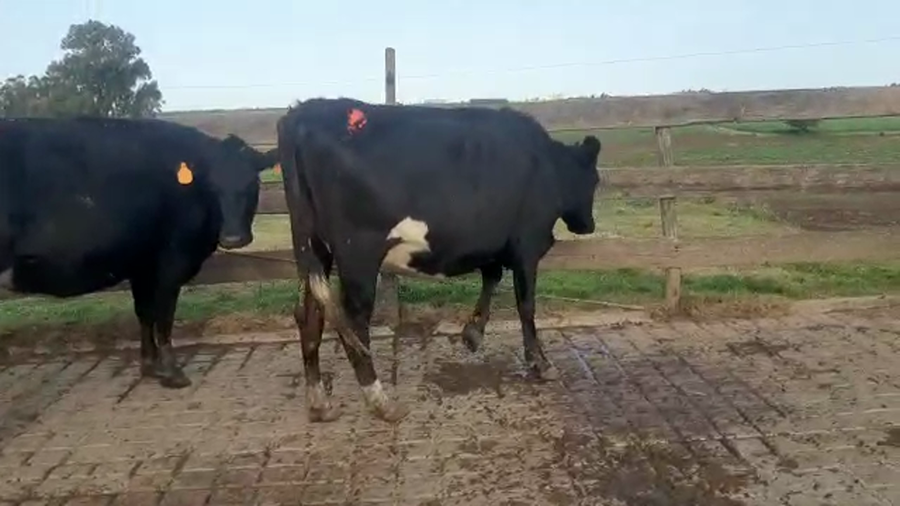 Lote 4 Vaquillonas 1 a 2 años KIWI a remate en PANTALLA CAMY - SAN JOSE  1500 VACUNOS 450kg - , San José