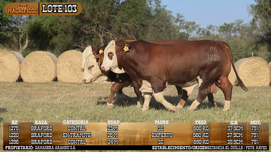 Lote LOTE 103 - VIVO
