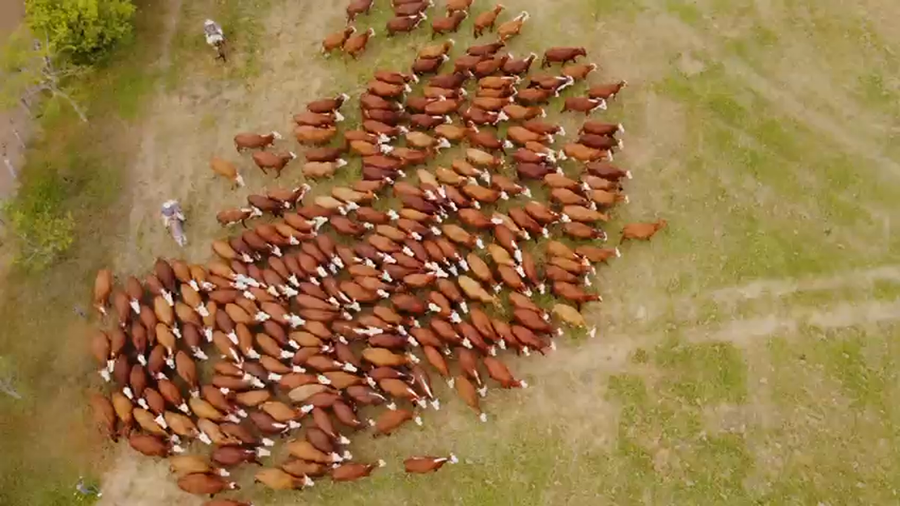 Lote 250 Vaquillonas C/ gtia de preñez