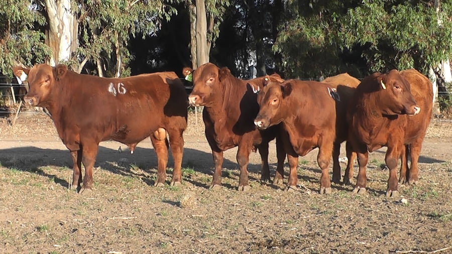 Lote TOROS PUROS CONTROLADOS COLORADOS