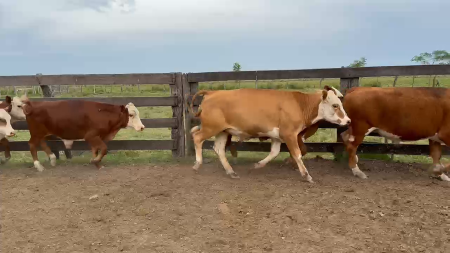 Lote 44 Novillitos/Novillos en Corrientes, Paso de Los Libres