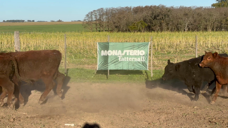 Lote 50 Terneros en Rivera