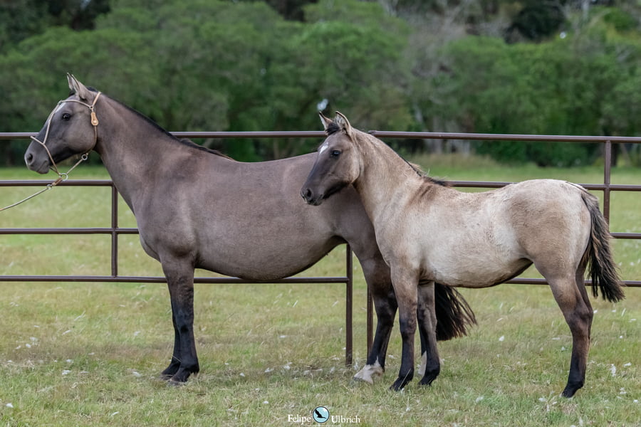 Lote JAGUEL UNA COPA