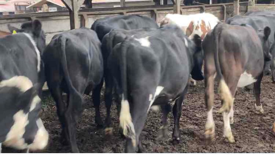 Lote 26 Novillo Engorda en Los Lagos, XIV Región Los Ríos