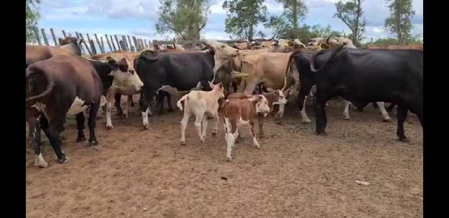 Lote 39 Vacas en Esquina, Corrientes