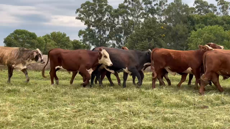 Lote 60 Novillos en Corrientes, Curuzú-Cuatiá