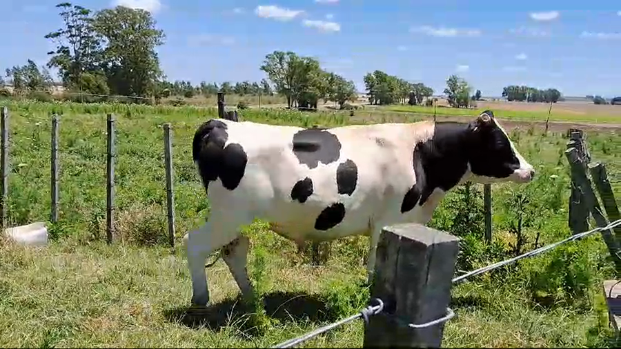 Lote Toros PI / PO / PC a remate en Pantalla Camy 500kg - , San José