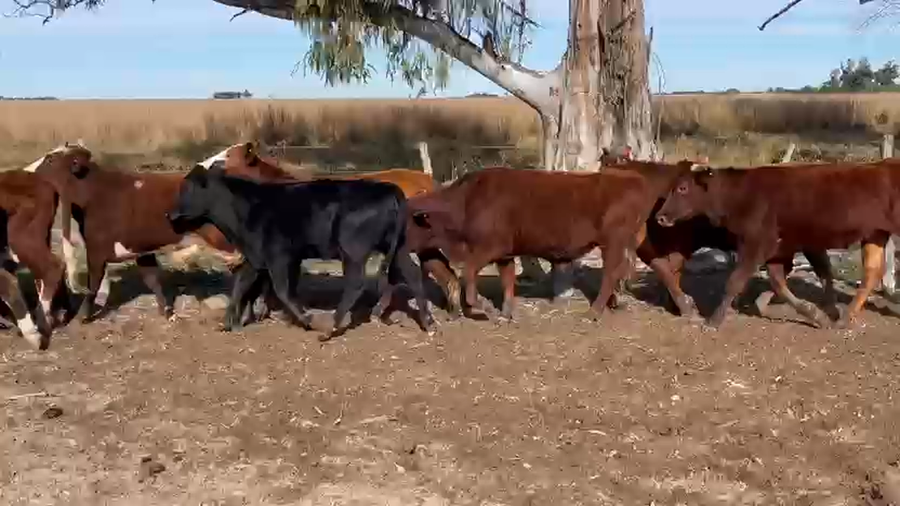 Lote 78 Novillitos