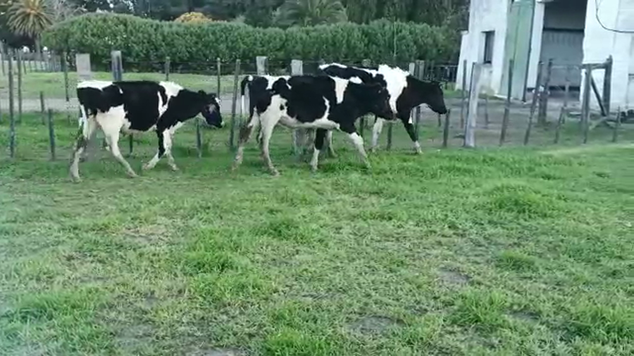 Lote (Vendido)3 Novillos HOLANDO a remate en 5to remate por pantalla ENTRE MARTILLOS 235/245kg - , San José