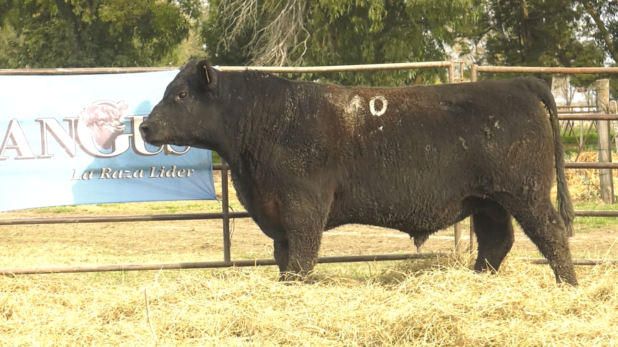 Lote TOROS ANGUS NEGROS  PC