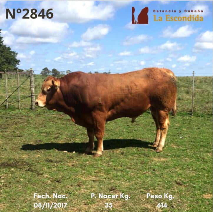 Lote Venta particular de Toros Limousin