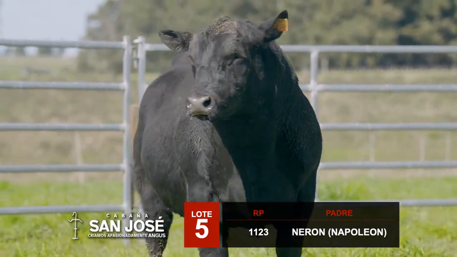 Lote 3 Toros a remate en Hereford de Iguarán, Flores