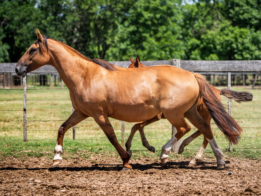 Lote DEL SIETE CUANTO CUESTA