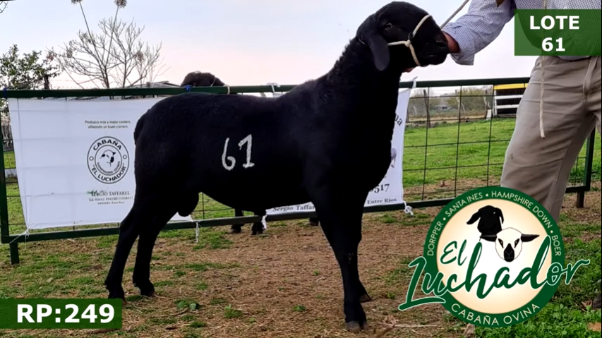 Lote OVINOS MACHOS 61
