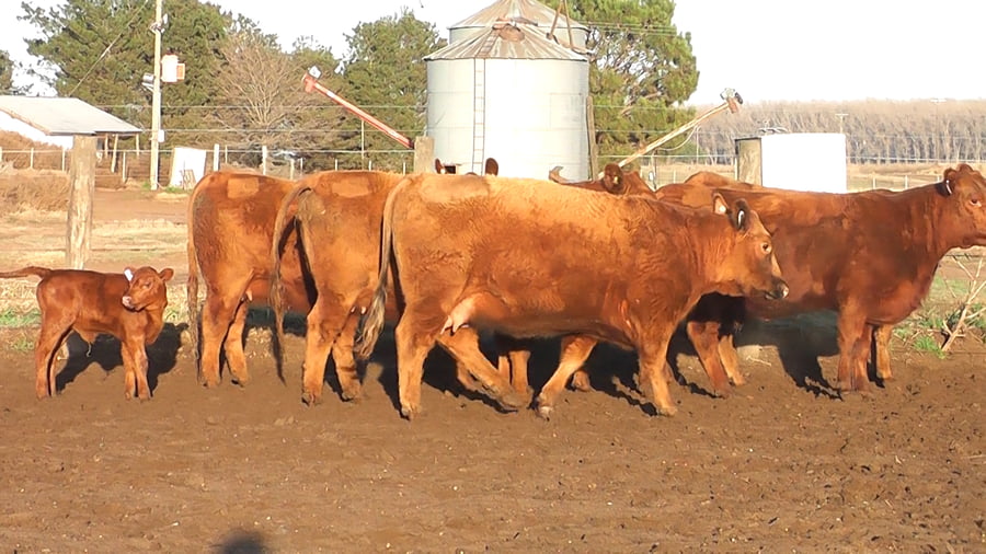 Lote VAQUILLONAS ANGUS PC PARICION AGO/SEP/OCT