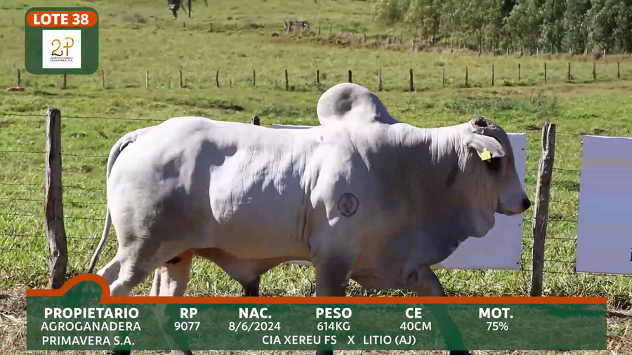 Lote 2P PRIMAVERA