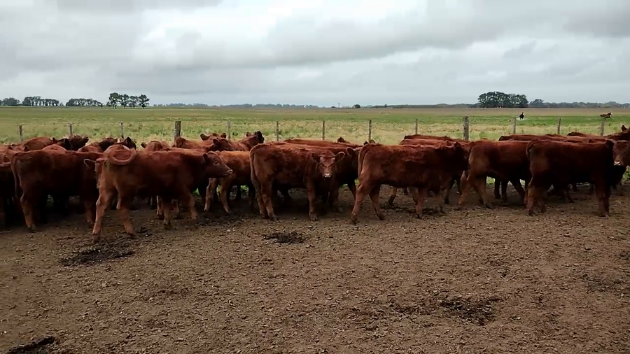 Lote 70 Terneros/as EN OLAVARRIA