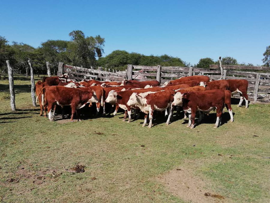 Lote 32 Terneros en Federal, Entre Ríos