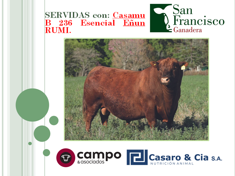 Lote 5 Vaquillonas Angus MaS con garantía de preñez, al parir. San Francisco