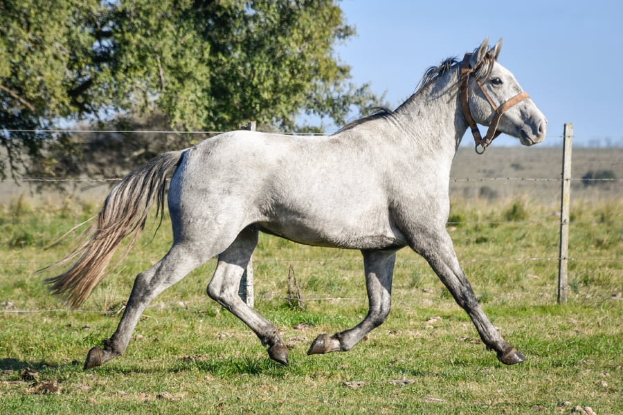 Lote "	TABACO LA FLECHILLA"