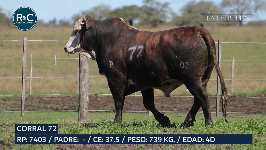 Lote Toro Media sangre