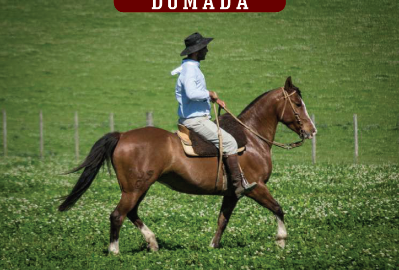 Lote YÚBELY FLOR Y TRUCO