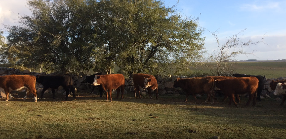 Lote 26 Novillos en Flores