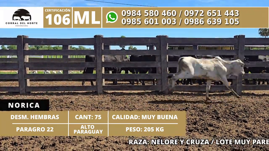 Lote 75 Desmamantes hembras a remate en 1ra Feria Especial Monte del Chaco 205kg -  en Carmelo Peralta los de Norica  Puerto Sastre los de Ygua Pora