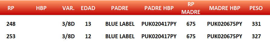 Lote LOTE 1 - JUNIOR