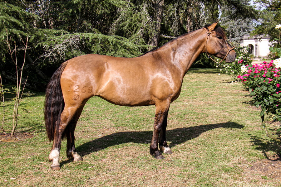 Lote RP  1268 - QUELEN VENTOLERA