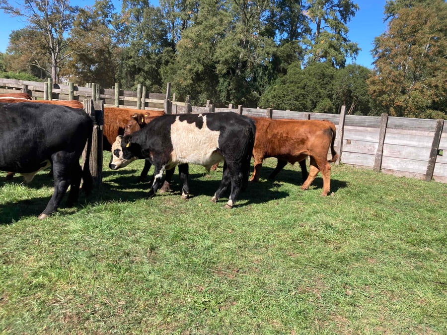 Lote 30 Novillo Engorda en Frutillar, X Región Los Lagos