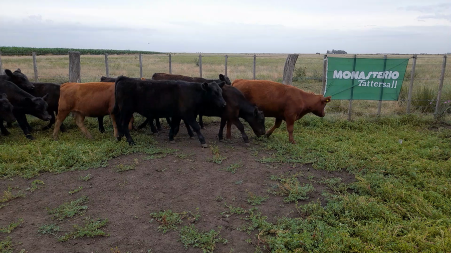 Lote 22 Terneros/as en Laprida